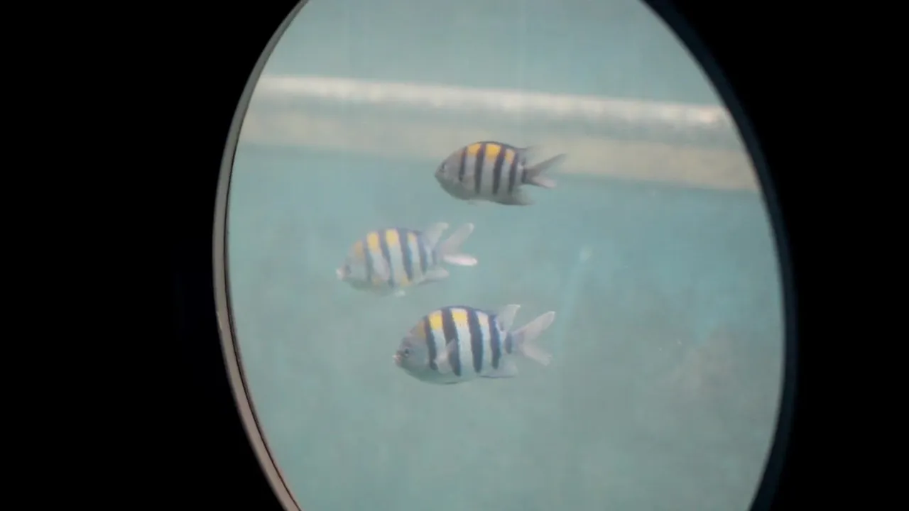 Fish passing a porthole of the Whale Submarine